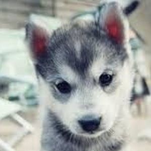 Meet your Posher, Sophia